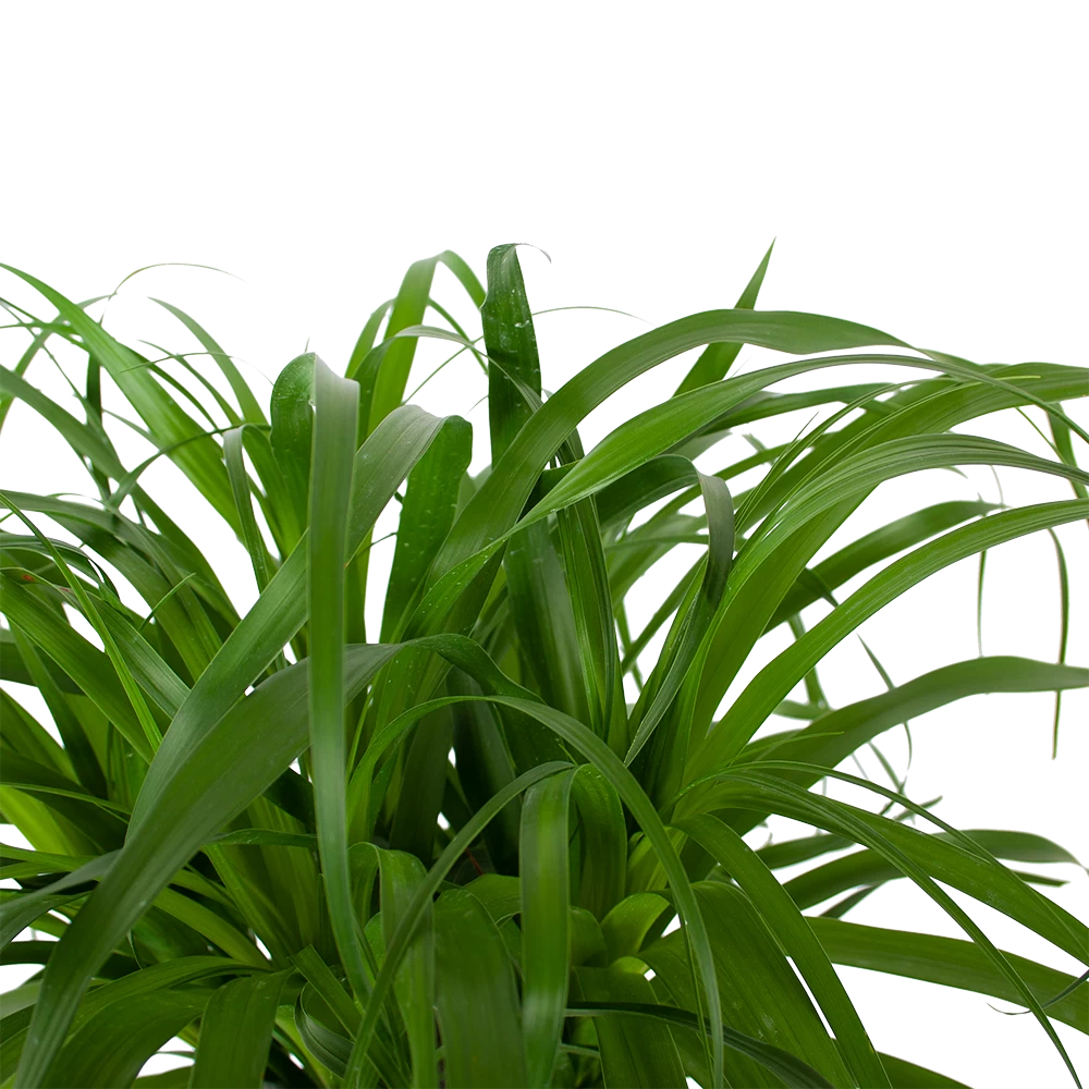 Beaucarnea Recurvata - Op Stam - Olifantenpoot - P32 H130 - Kamerplant 3 Beaucarnea Recurvata - Op Stam - Olifantenpoot - P32 H130 - Kamerplant - Afbeelding 3