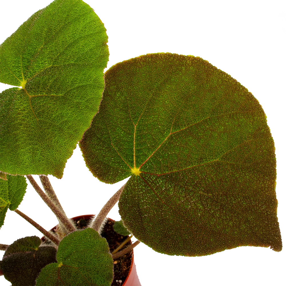 Begonia Masoniana Jungle - P15 H40 - Kamerplant 2 Begonia Masoniana Jungle - P15 H40 - Kamerplant - Afbeelding 2