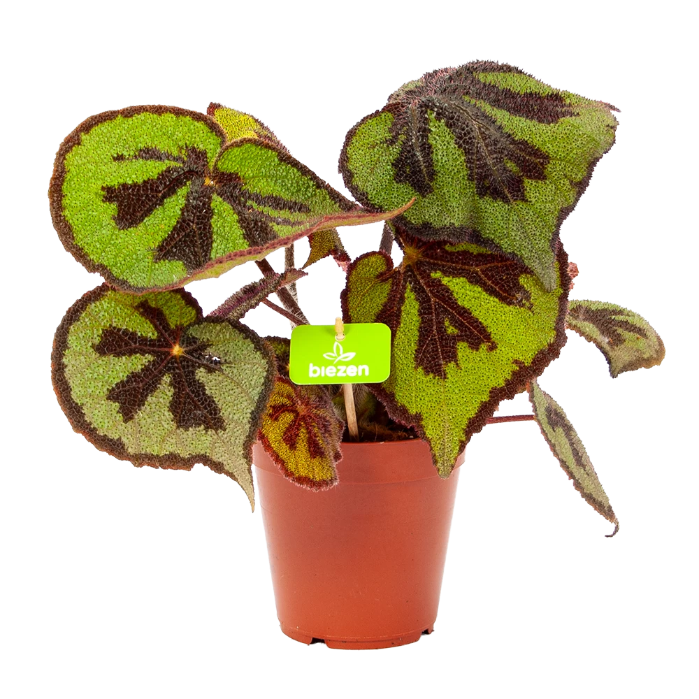 Begonia Masoniana Rock - P15 H30 - Kamerplant 1 Begonia Masoniana Rock - P15 H30 - Kamerplant