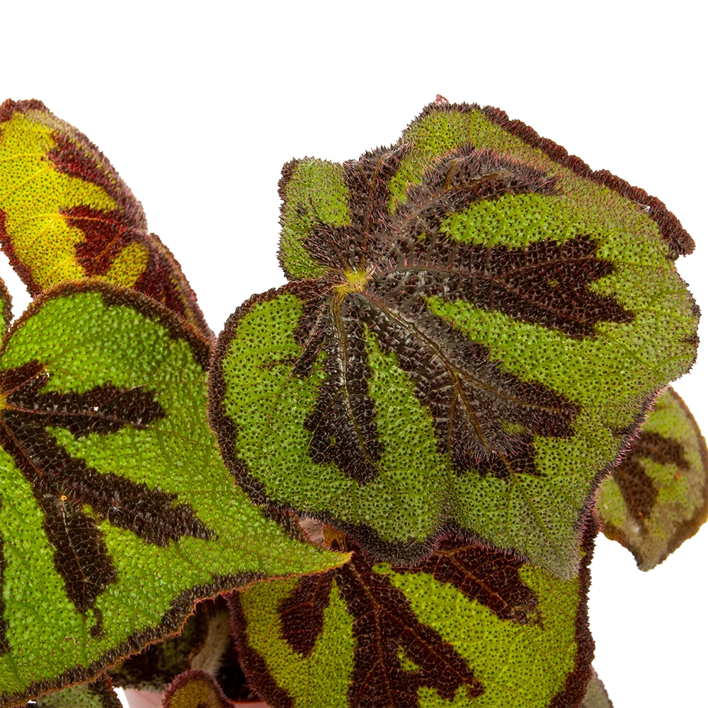 Begonia Masoniana Rock - P15 H30 - Kamerplant 2 Begonia Masoniana Rock - P15 H30 - Kamerplant - Afbeelding 2