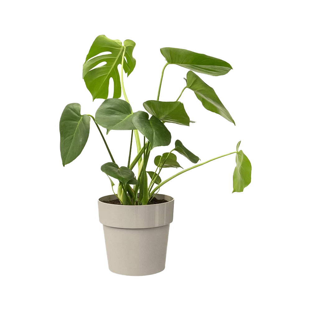 Bloempot Elho B.for Original Rond 30cm - Warm Grijs 2 Bloempot Elho B.for Original Rond 30cm - Warm Grijs - Afbeelding 2