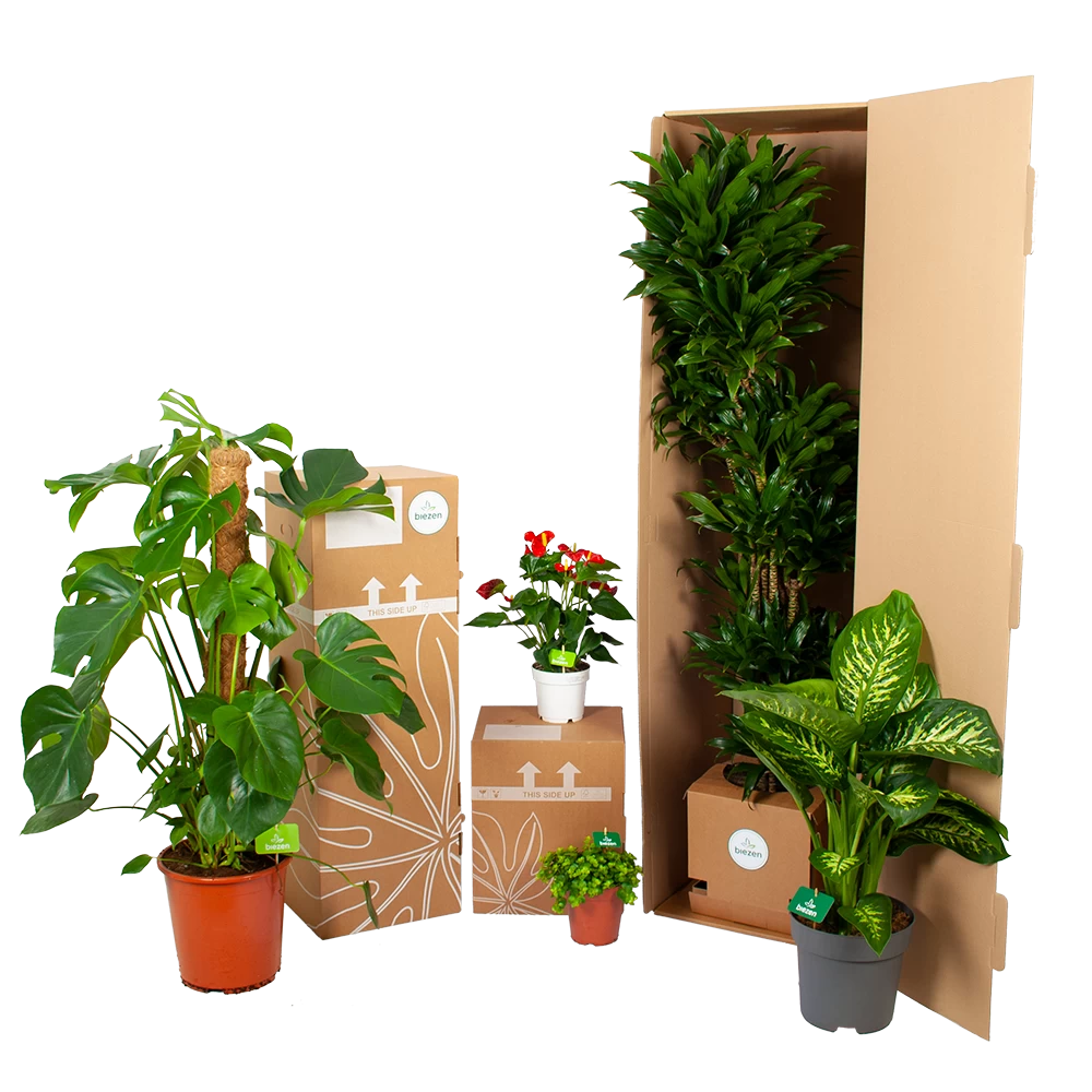 Dracaena White Jewel - Drakenbloedboom - P17 H45 - Kamerplant 3 Dracaena White Jewel - Drakenbloedboom - P17 H45 - Kamerplant - Afbeelding 3