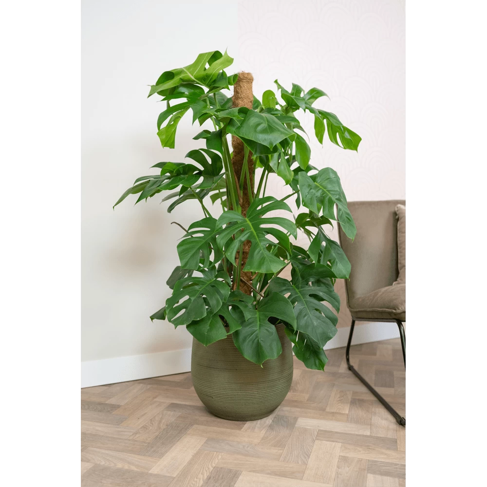 Bloempot Lydia - D26 X H26cm - Shiny Green 2 Bloempot Lydia - D26 X H26cm - Shiny Green - Afbeelding 2