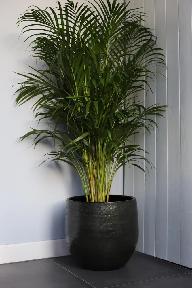 Bloempot Tokio - D32 X H30cm - Groen 2 Bloempot Tokio - D32 X H30cm - Groen - Afbeelding 2