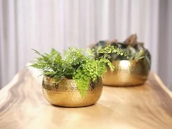 Plantenschaal Kody - D28 X H13cm - Goud -Groene Tuin Verkoop bowl kody gold d28 h13 schaal 7 12