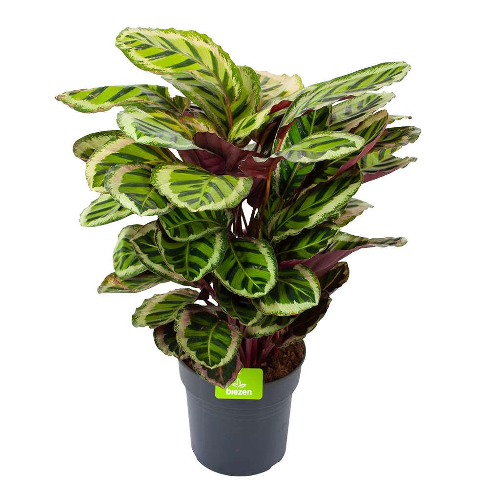 Calathea Angela - Livingplant - P27 H80 - Kamerplant 1 Calathea Angela - Livingplant - P27 H80 - Kamerplant