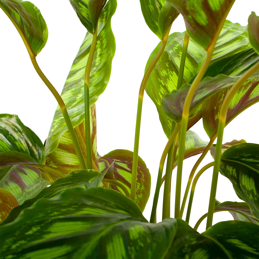 Calathea Flamestar - Schaduwplant - P19 H75 - Kamerplant 2 Calathea Flamestar - Schaduwplant - P19 H75 - Kamerplant - Afbeelding 2