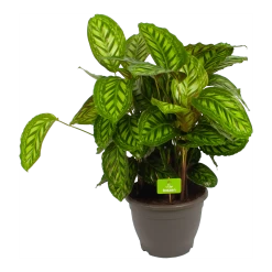 Uitgelichte producten 9 Calathea Flamestar - Schaduwplant - P32 H80 - Kamerplant