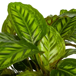 Uitgelichte producten -Groene Tuin Verkoop calathea flamestar schaduwplant p32 h80 4