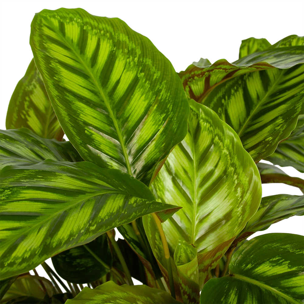 Calathea Flamestar - Schaduwplant - P32 H80 - Kamerplant 2 Calathea Flamestar - Schaduwplant - P32 H80 - Kamerplant - Afbeelding 2