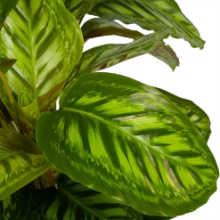 Calathea Flamestar - Schaduwplant - P32 H80 - Kamerplant 6 Calathea Flamestar - Schaduwplant - P32 H80 - Kamerplant -Groene Tuin Verkoop calathea flamestar schaduwplant p32 h80 5