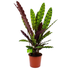 Uitgelichte producten 11 Calathea Insigne - Livingplant - P17 H65 - Kamerplant