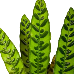 Uitgelichte producten -Groene Tuin Verkoop calathea insigne livingplant p17 h65 6