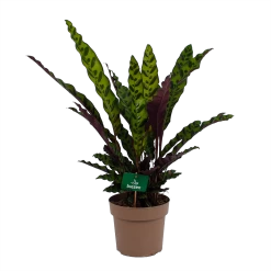 Calathea Insigne - Livingplant - P21 H60 - Kamerplant