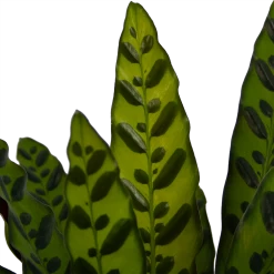 Calathea Insigne - Livingplant - P21 H60 - Kamerplant 6 Calathea Insigne - Livingplant - P21 H60 - Kamerplant -Groene Tuin Verkoop calathea insigne livingplant p21 h60 4