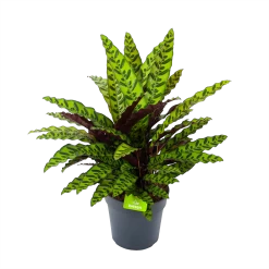 Uitgelichte producten 21 Calathea Insigne - Livingplant - P27 H80 - Kamerplant