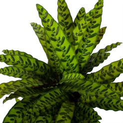 Uitgelichte producten -Groene Tuin Verkoop calathea insigne livingplant p27 h80 5 3