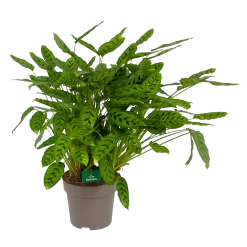 Uitgelichte producten 3 Calathea Leopardina - Schaduwplant - P27 H90 - Kamerplant