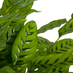 Uitgelichte producten -Groene Tuin Verkoop calathea leopardina schaduwplant p27 h90 kamerplant 3