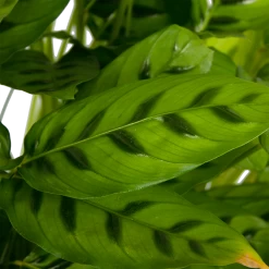 Calathea Leopardina - Schaduwplant - P27 H90 - Kamerplant -Groene Tuin Verkoop calathea leopardina schaduwplant p27 h90 kamerplant 4