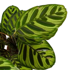 Calathea Makoyana - Pauwenplant - P17 H65 - Kamerplant 6 Calathea Makoyana - Pauwenplant - P17 H65 - Kamerplant -Groene Tuin Verkoop calathea makoyana pauwenplant p17 h65 6 2