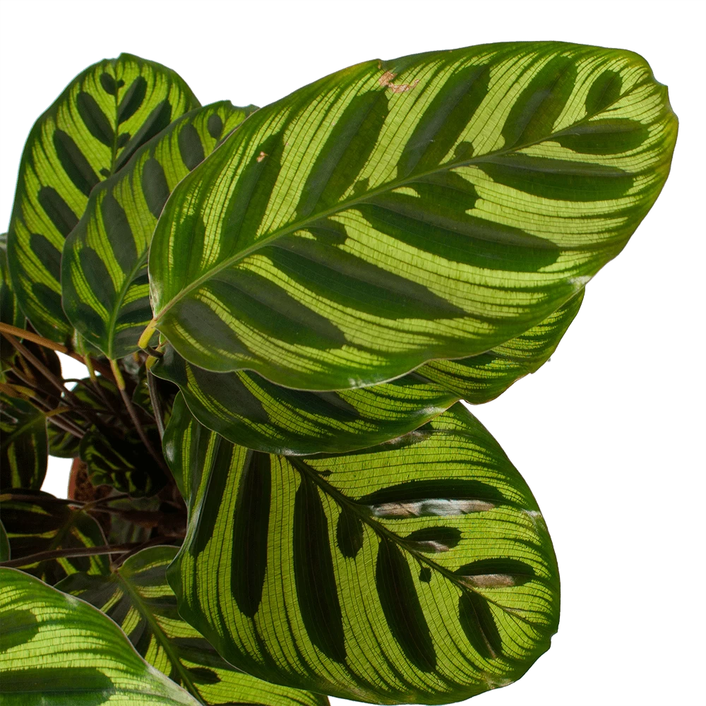 Calathea Makoyana - Pauwenplant - P17 H65 - Kamerplant 3 Calathea Makoyana - Pauwenplant - P17 H65 - Kamerplant - Afbeelding 3