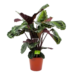 Uitgelichte producten 23 Calathea Medaillon - Schaduwplant - P19 H75 - Kamerplant