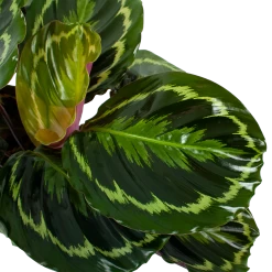 Uitgelichte producten -Groene Tuin Verkoop calathea medaillon schaduwplant p19 h75 5