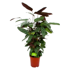 Calathea Oppenheimiana - Pauwenplant - P21 H105 - Kamerplant