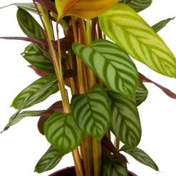 Calathea Oppenheimiana - Schaduwplant - P17 H65 - Kamerplant -Groene Tuin Verkoop calathea oppenheimiana schaduwplant p17 h65 6