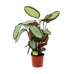 Calathea Picturata - Livingplant - P17 H65 - Kamerplant