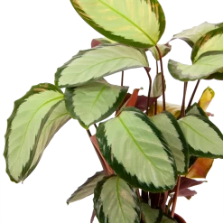 Calathea Picturata - Livingplant - P17 H65 - Kamerplant -Groene Tuin Verkoop calathea picturata livingplant p17 h65 6