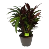 Calathea Rufibarba Wavestar - Pauwenplant - P32 H80 - Kamerplant