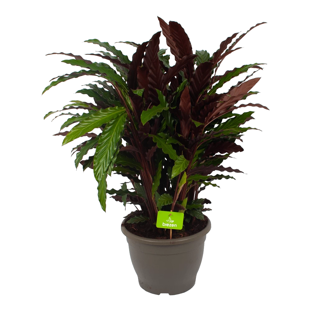 Calathea Rufibarba Wavestar - Pauwenplant - P32 H80 - Kamerplant 1 Calathea Rufibarba Wavestar - Pauwenplant - P32 H80 - Kamerplant