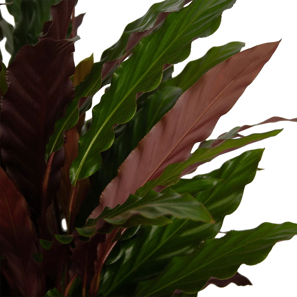 Calathea Rufibarba Wavestar - Pauwenplant - P32 H80 - Kamerplant 2 Calathea Rufibarba Wavestar - Pauwenplant - P32 H80 - Kamerplant - Afbeelding 2