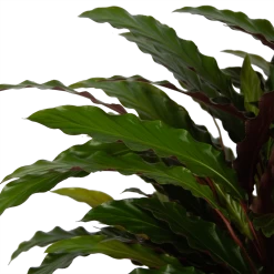 Calathea Rufibarba Wavestar - Pauwenplant - P32 H80 - Kamerplant 6 Calathea Rufibarba Wavestar - Pauwenplant - P32 H80 - Kamerplant -Groene Tuin Verkoop calathea rufibarba wavestar pauwenplant p32 h80 5