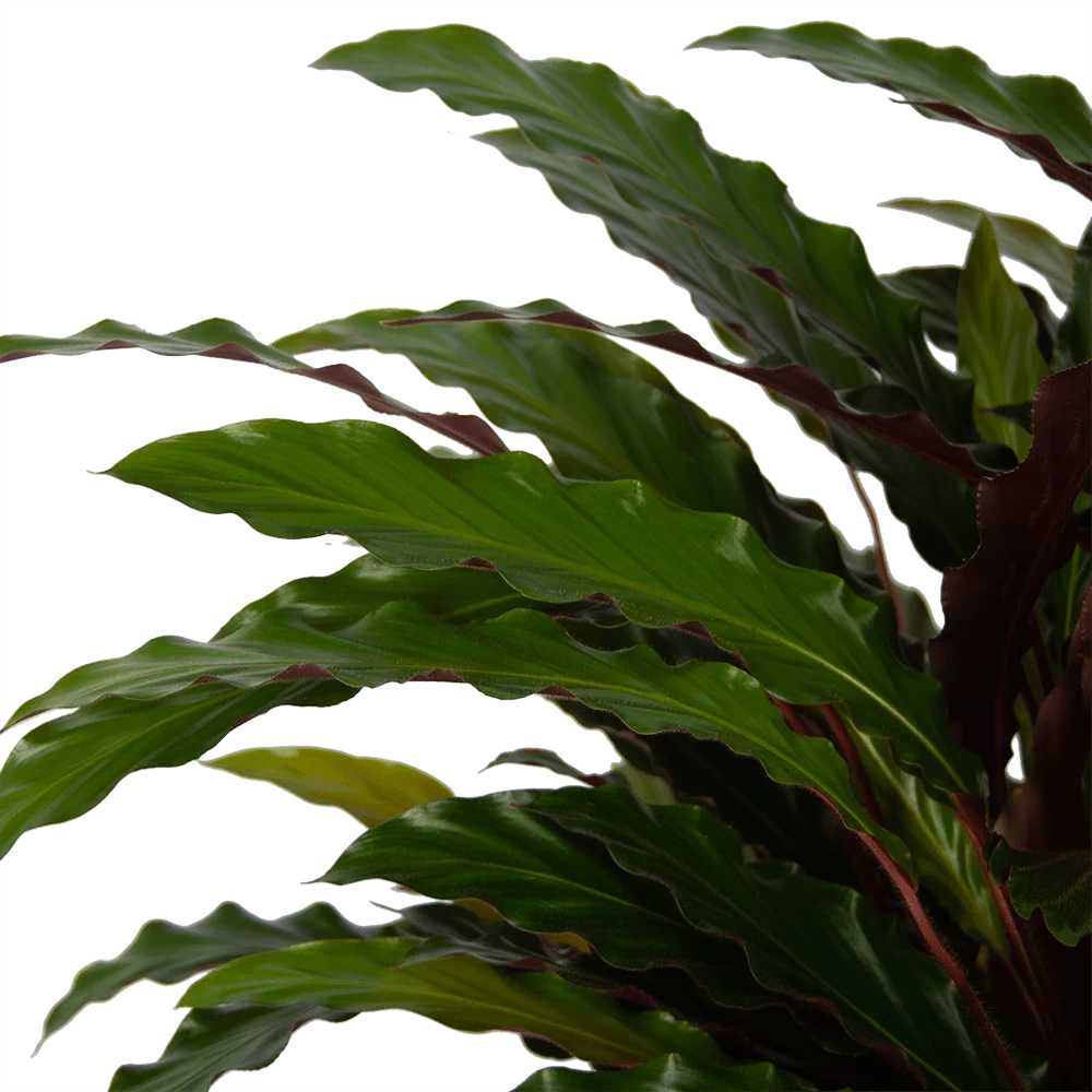 Calathea Rufibarba Wavestar - Pauwenplant - P32 H80 - Kamerplant 3 Calathea Rufibarba Wavestar - Pauwenplant - P32 H80 - Kamerplant - Afbeelding 3