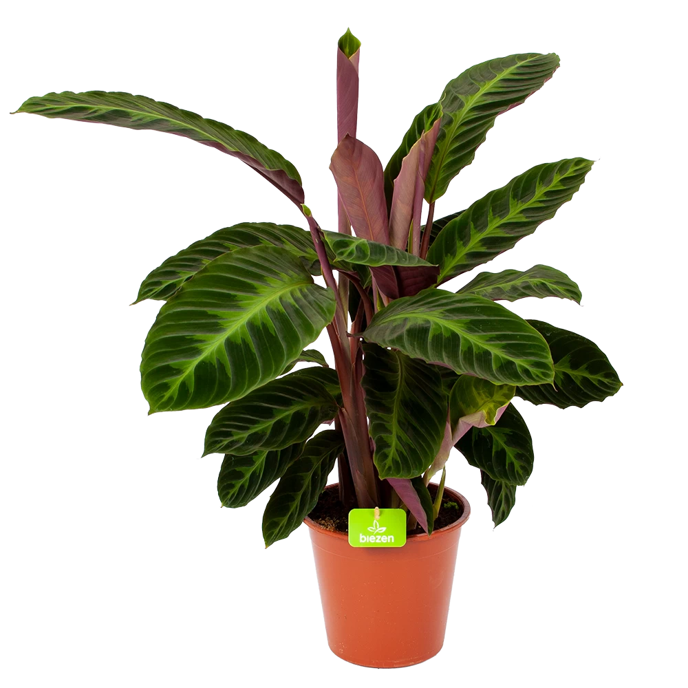 Calathea Warcewiczii - Livingplant - P19 H75 - Kamerplant 1 Calathea Warcewiczii - Livingplant - P19 H75 - Kamerplant