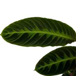 Calathea Warcewiczii - Livingplant - P19 H75 - Kamerplant 6 Calathea Warcewiczii - Livingplant - P19 H75 - Kamerplant -Groene Tuin Verkoop calathea warcewiczii livingplant p19 h75 6
