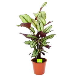Calathea Whitestar - Schaduwplant - P19 H75 - Kamerplant