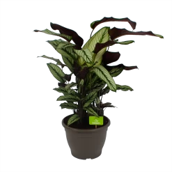 Calathea Whitestar - Schaduwplant - P32 H80 - Kamerplant