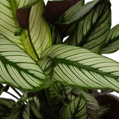Calathea Whitestar - Schaduwplant - P32 H80 - Kamerplant -Groene Tuin Verkoop calathea whitestar schaduwplant p32 h80 6