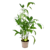 Chamaedorea Seifrizii - Bergpalm - P24 H100 - Kamerplant