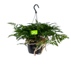 Davallia Teyermannii - In Hangpot - P17 H30 - Kamerplant
