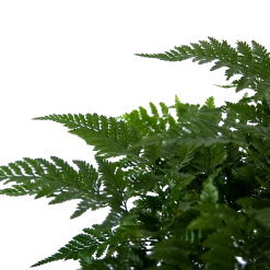 Davallia Teyermannii - In Hangpot - P17 H30 - Kamerplant -Groene Tuin Verkoop davallia teyermannii in hangpot p17 h30 6