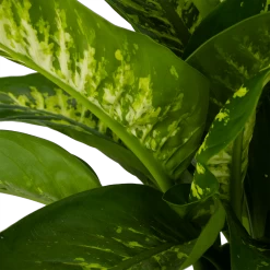 Dieffenbachia Seguine Tropic Snow - P24 H90 - Kamerplant -Groene Tuin Verkoop dieffenbachia seguine tropic snow p24 h90 2 4