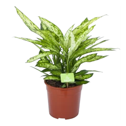 Dieffenbachia Vesuvius - P27 H70 - Kamerplant