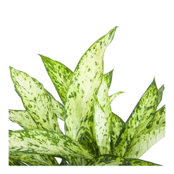 Dieffenbachia Vesuvius - P27 H70 - Kamerplant 6 Dieffenbachia Vesuvius - P27 H70 - Kamerplant -Groene Tuin Verkoop dieffenbachia vesuvius p27 h70 6