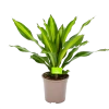 Dracaena Burley - Drakenbloedboom - P24 H90 - Kamerplant