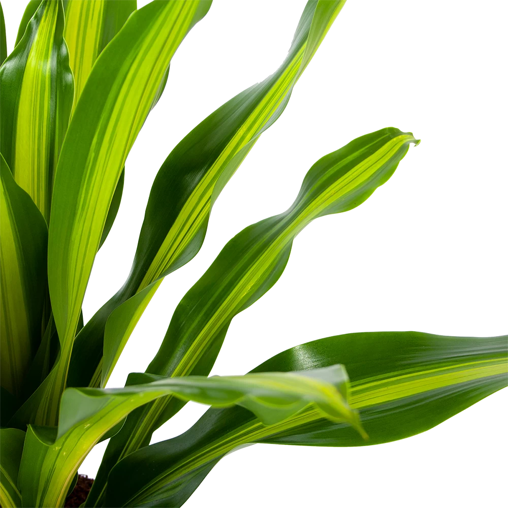 Dracaena Burley - Drakenbloedboom - P24 H90 - Kamerplant 2 Dracaena Burley - Drakenbloedboom - P24 H90 - Kamerplant - Afbeelding 2